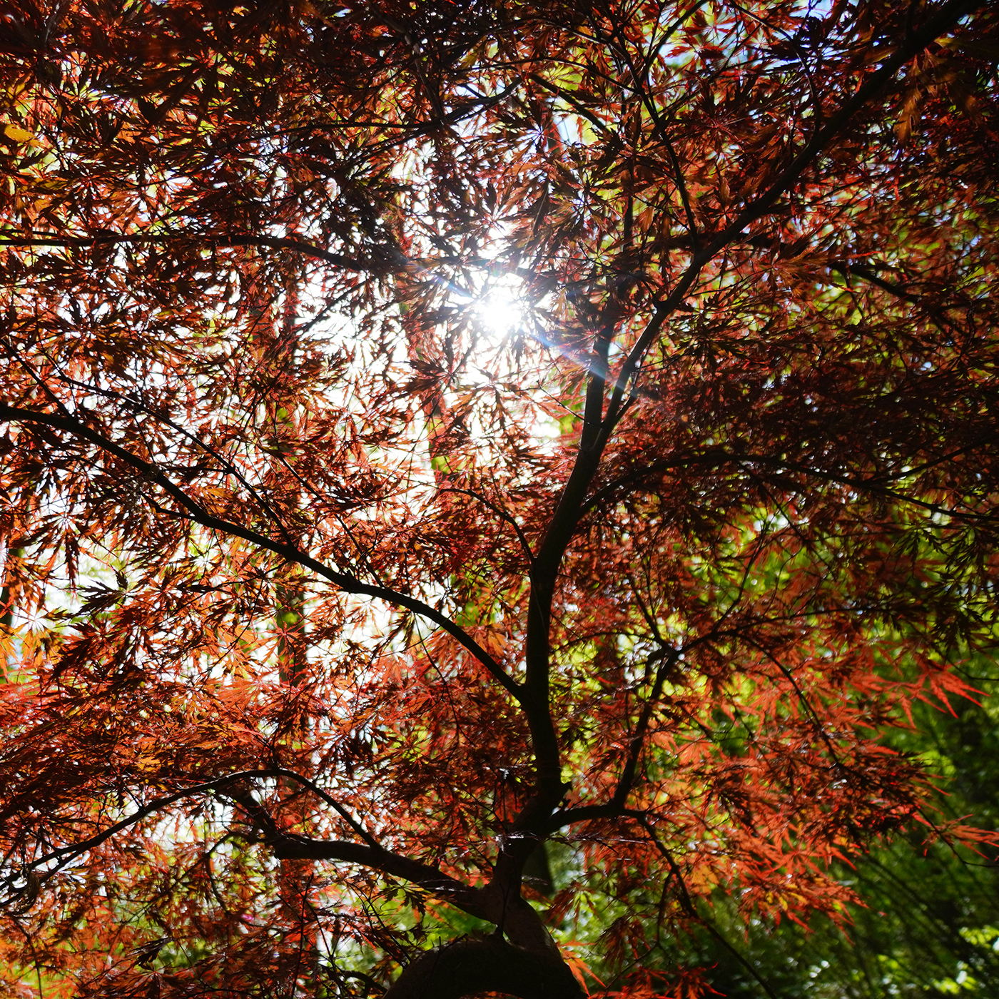 Tree Celebration — April 25 - logo